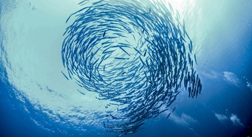 Swirl of fish barracuda